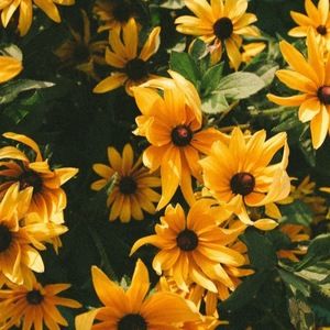 Meet your Posher, Paige